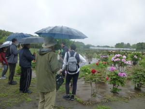 牡丹園の様子