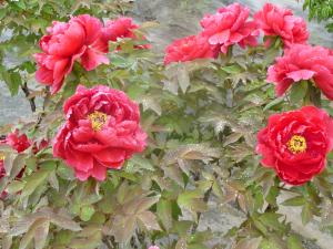 牡丹の花