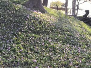 カタクリの花