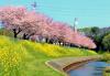 桜花と菜の花の競演