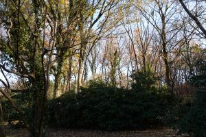 平成29年度伐採前