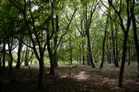 平成28年度伐採開始前1